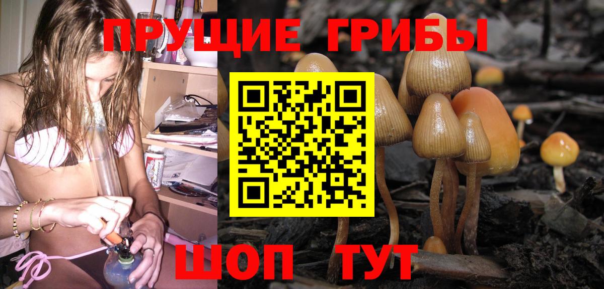 Псилоцибиновые грибы Cubensis Красный Сулин